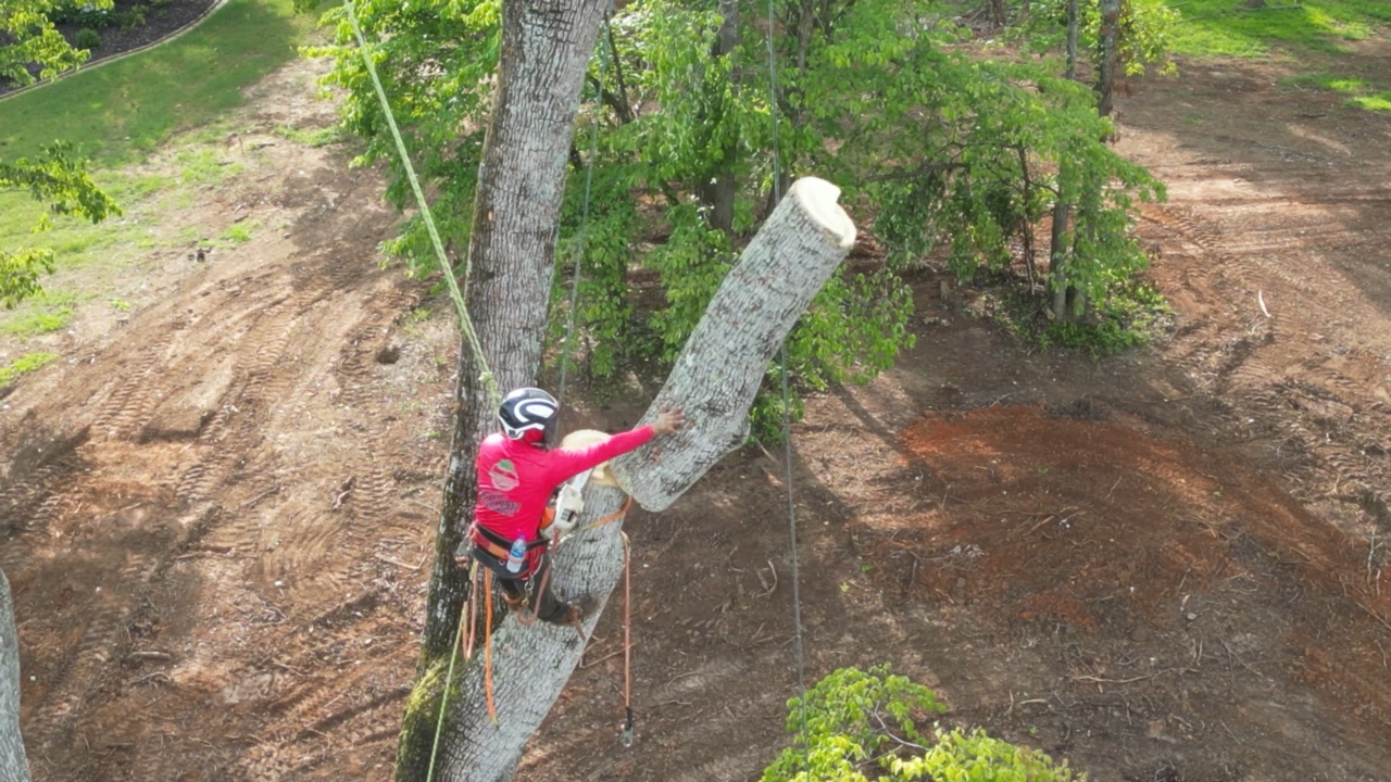 Tree services tree removal huntsville al