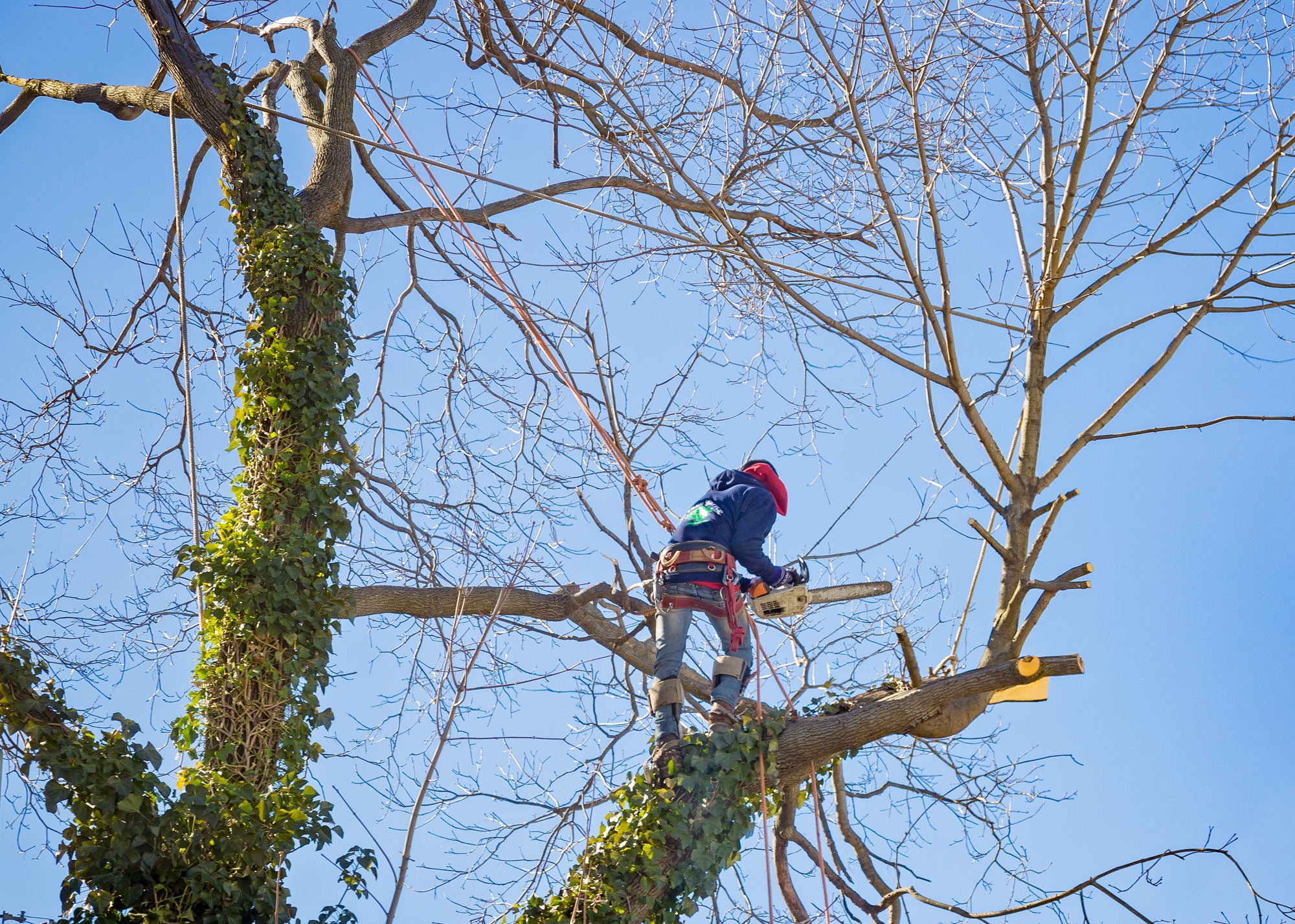 Tree removal. Tree service worker arborist pruning large branches and cutting down large maple tree with chainsaw